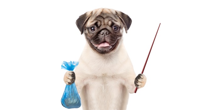 Magnetoreception in animals